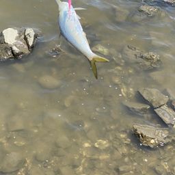 コノシロ