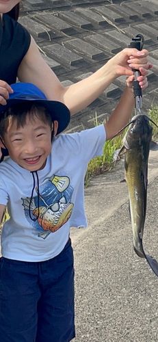 アメリカナマズの釣果