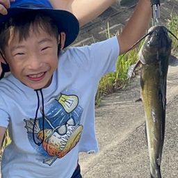 アメリカナマズ