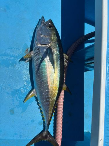 キハダマグロの釣果