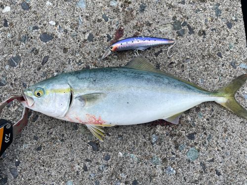 ワカシの釣果