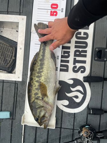ブラックバスの釣果