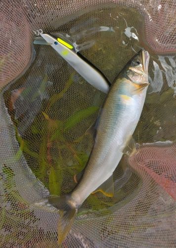 アユの釣果