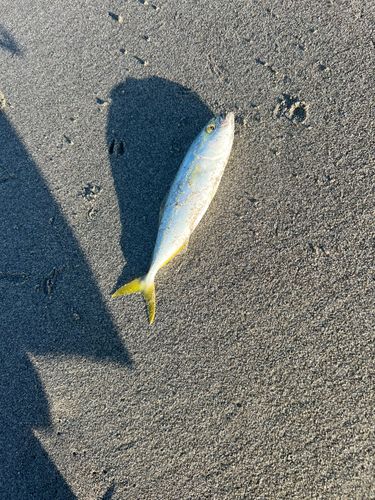 ワカシの釣果