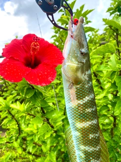 カマスベラの釣果