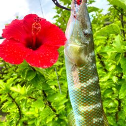 カマスベラ