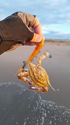 ガザミの釣果