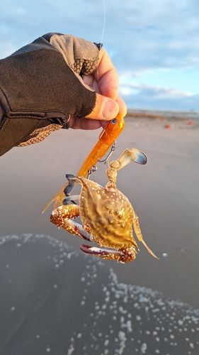 ガザミの釣果