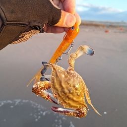 ガザミ