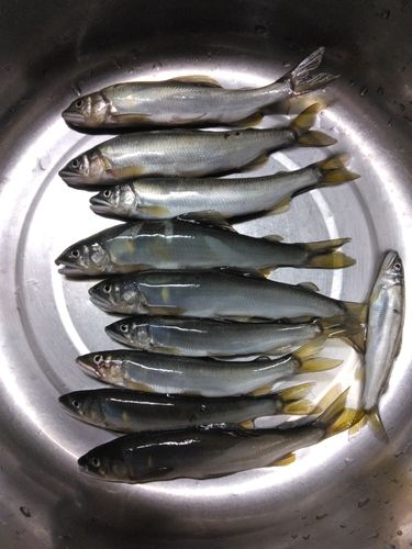 アユの釣果