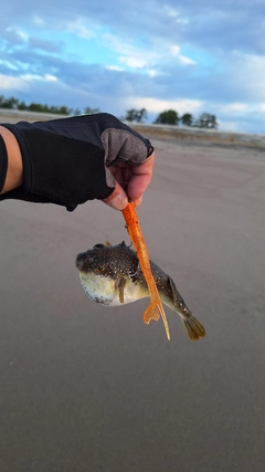 クサフグの釣果
