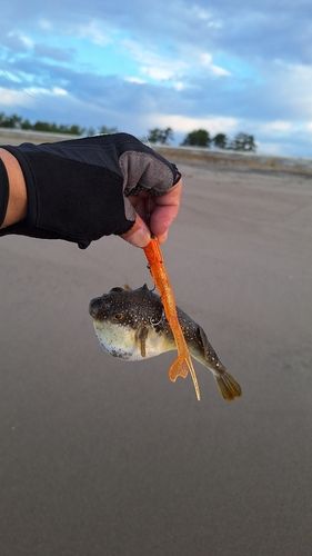 クサフグの釣果