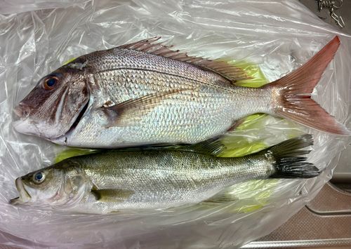 タイの釣果