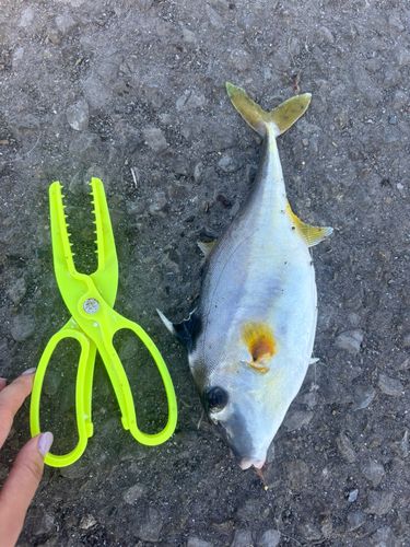 ギマの釣果