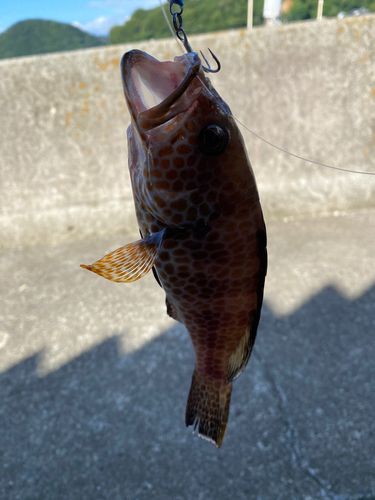 オオモンハタの釣果