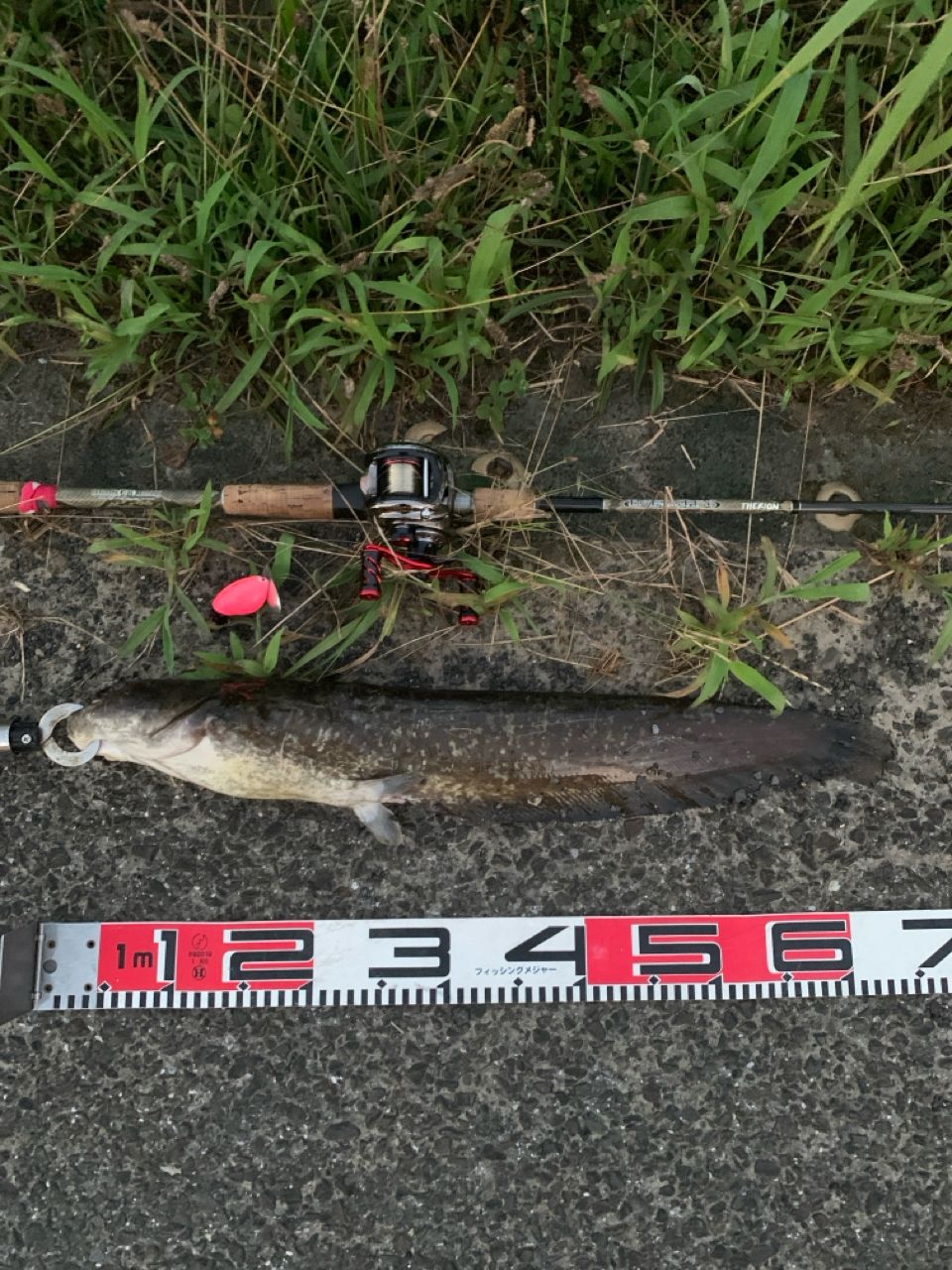 ナマズ
