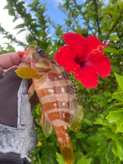 アカハタの釣果