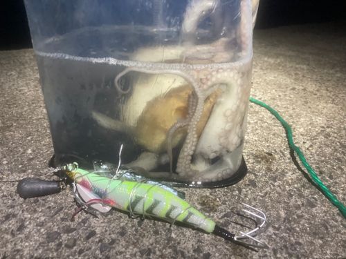 タコの釣果