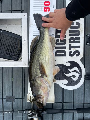 ブラックバスの釣果
