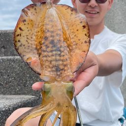 アオリイカ