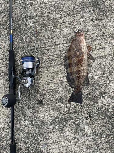 オオモンハタの釣果