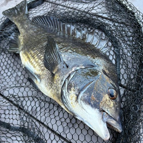クロダイの釣果