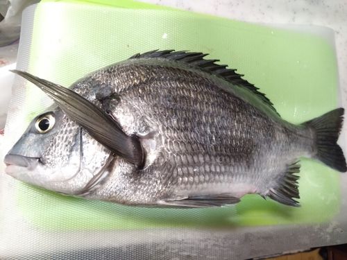 チヌの釣果