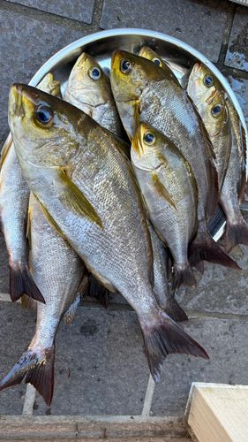イサキの釣果