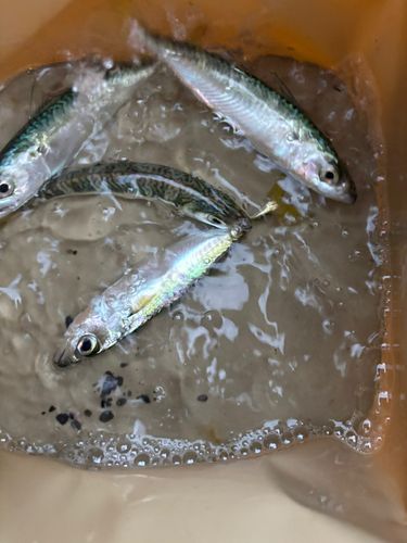 サバの釣果