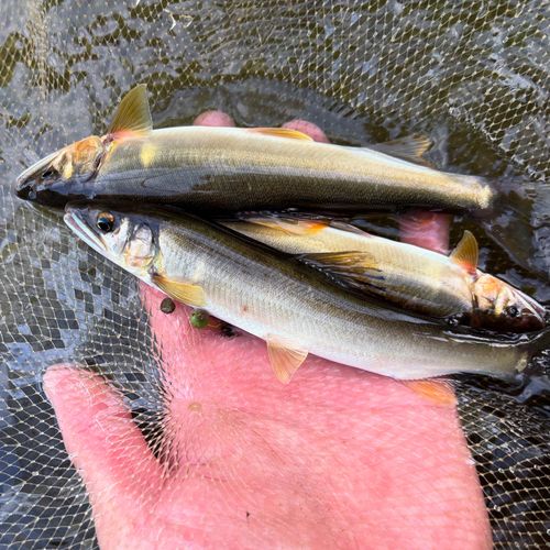 アユの釣果
