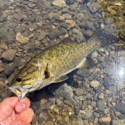 スモールマウスバス