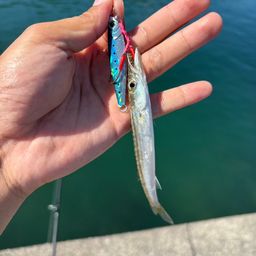 カマス