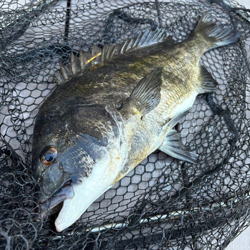 クロダイの釣果