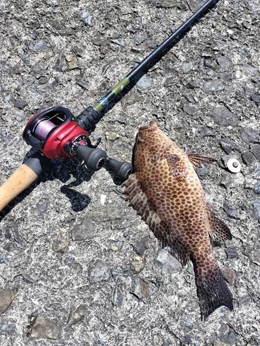 オオモンハタの釣果