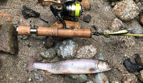 イワナの釣果