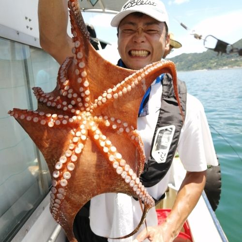 タコの釣果