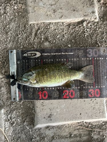 スモールマウスバスの釣果