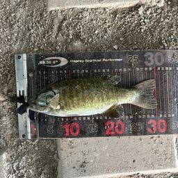 スモールマウスバス