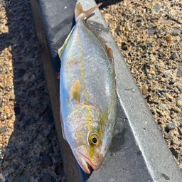 ショゴ