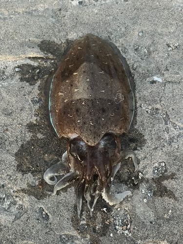 コウイカの釣果