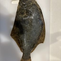 ヒラメ