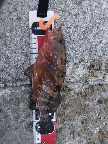 キジハタの釣果