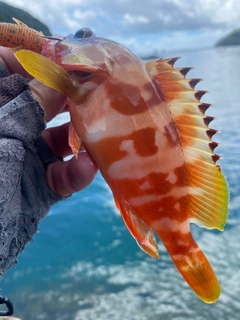 アカハタの釣果