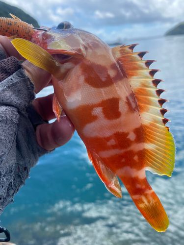 アカハタの釣果