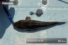 マゴチの釣果