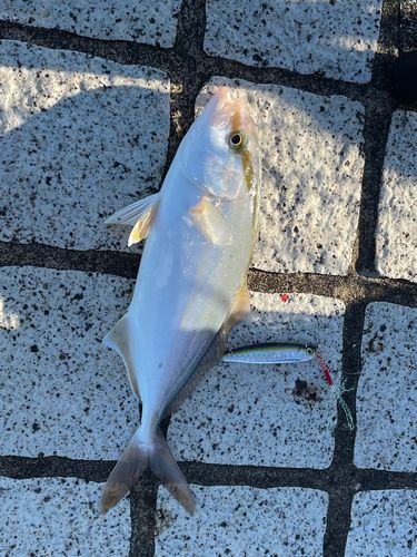 ネリゴの釣果