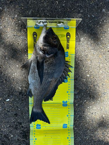 チヌの釣果