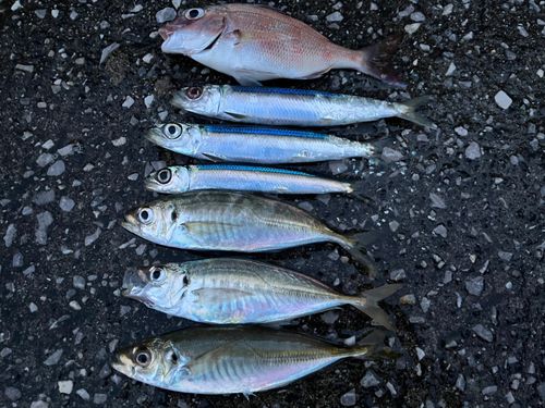 アジの釣果