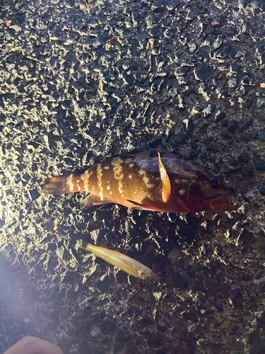 アコウの釣果
