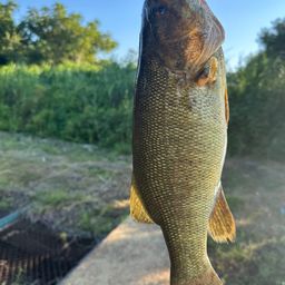 スモールマウスバス